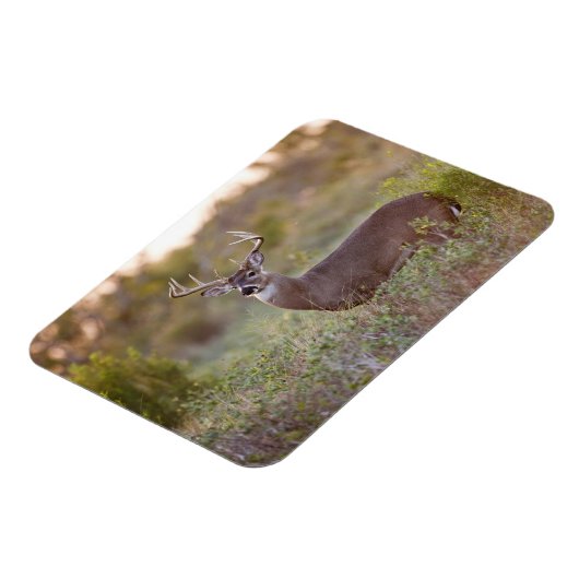 reuzenherten met witte staart (Odocoileus virginia Magneet (Linkerzijde)