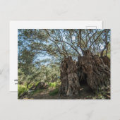 Reuzenolijfboom Cyprus briefkaart (Voorkant / Achterkant)