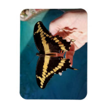 Reuzenpagesvlinder