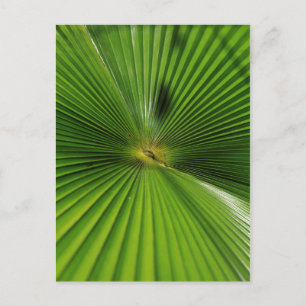 Reuzenpalmblad, Queensland Briefkaart