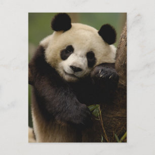 Reuzenpanda Ailuropoda melanoleuca) Familie Briefkaart