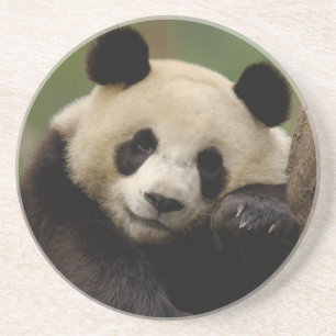 Reuzenpanda Ailuropoda melanoleuca) Familie Zandsteen Onderzetter