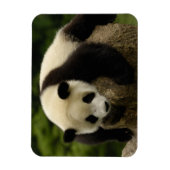 Reuzenpanda (Ailuropoda melanoleuca) Magneet (Verticaal)