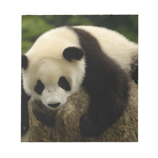 Reuzenpanda (Ailuropoda melanoleuca) Notitieblok (Voorkant)