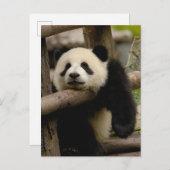 Reuzenpanda baby Ailuropoda melanoleuca) Briefkaart (Voorkant / Achterkant)