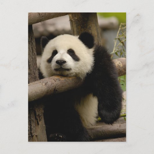 Reuzenpanda baby Ailuropoda melanoleuca) Briefkaart (Voorkant)