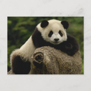 Reuzenpanda baby Ailuropoda melanoleuca) Briefkaart