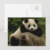 Reuzenpanda baby Ailuropoda melanoleuca) Briefkaart (Voorkant / Achterkant)