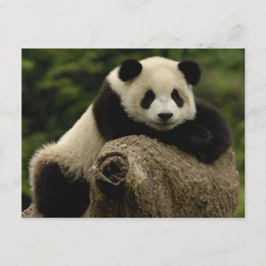 Reuzenpanda baby Ailuropoda melanoleuca) Briefkaart (Voorkant)