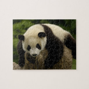 Reuzenpanda baby (Ailuropoda melanoleuca) Legpuzzel