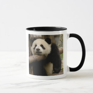 Reuzenpanda baby Ailuropoda melanoleuca) Mok