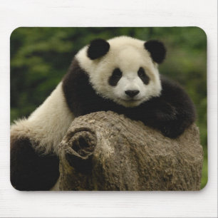 Reuzenpanda baby Ailuropoda melanoleuca) Muismat