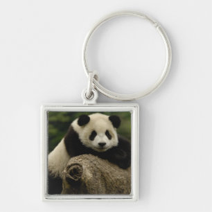 Reuzenpanda baby Ailuropoda melanoleuca) Sleutelhanger
