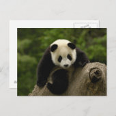 Reuzenpanda baby briefkaart (Voorkant / Achterkant)