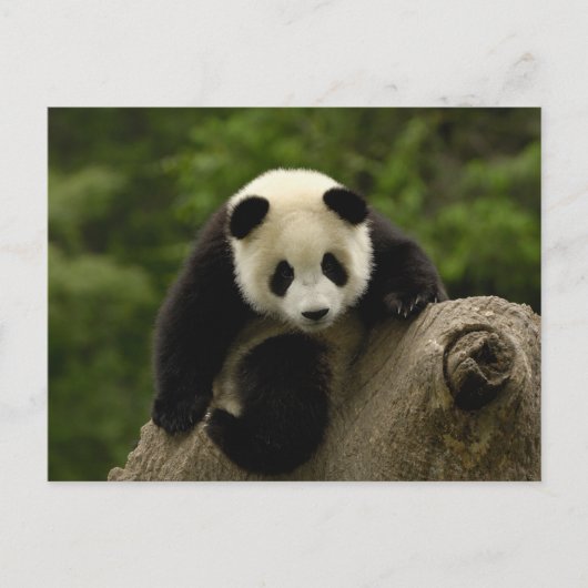 Reuzenpanda baby briefkaart (Voorkant)