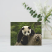 Reuzenpanda baby briefkaart (Staand voorkant)