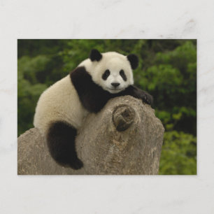Reuzenpanda baby briefkaart