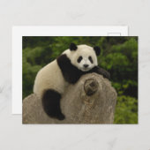 Reuzenpanda baby briefkaart (Voorkant / Achterkant)