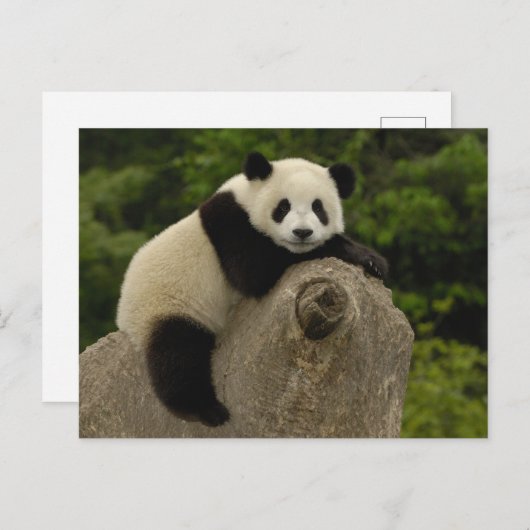 Reuzenpanda baby briefkaart (Voorkant / Achterkant)