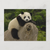 Reuzenpanda baby briefkaart (Voorkant)