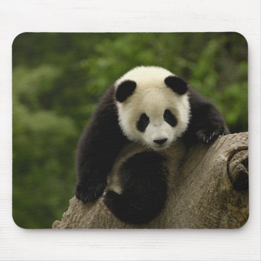 Reuzenpanda baby muismat (Voorkant)