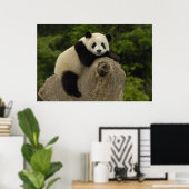 Reuzenpanda baby poster (Thuiskantoor)