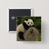 Reuzenpanda baby vierkante button 5,1 cm (Voorkant /achterkant)