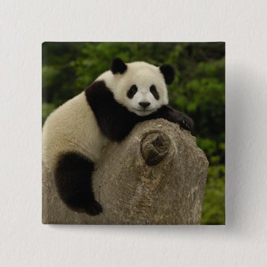 Reuzenpanda baby vierkante button 5,1 cm (Voorkant)