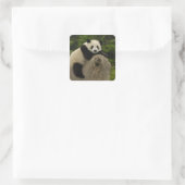 Reuzenpanda baby vierkante sticker (Tas)