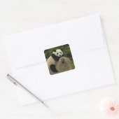 Reuzenpanda baby vierkante sticker (Envelop)