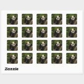 Reuzenpanda baby vierkante sticker (Vel)