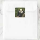Reuzenpanda baby vierkante sticker (Tas)