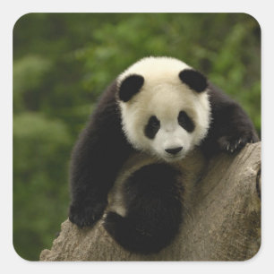 Reuzenpanda baby vierkante sticker