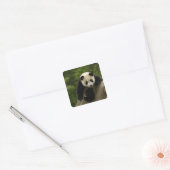 Reuzenpanda baby vierkante sticker (Envelop)