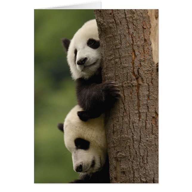 Reuzenpanda baby's Ailuropoda melanoleuca) (Voorkant)