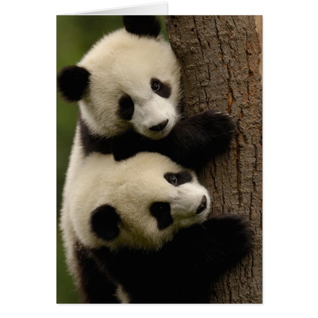 Reuzenpanda baby's (Ailuropoda melanoleuca) 2 (Voorkant)