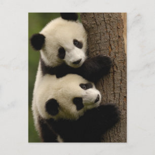Reuzenpanda baby's (Ailuropoda melanoleuca) 2 Briefkaart