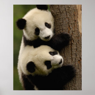 Reuzenpanda baby's (Ailuropoda melanoleuca) 2 Poster