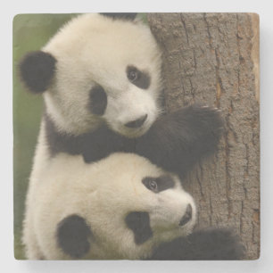Reuzenpanda baby's (Ailuropoda melanoleuca) 2 Stenen Onderzetter