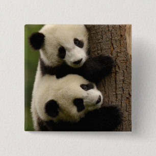 Reuzenpanda baby's (Ailuropoda melanoleuca) 2 Vierkante Button 5,1 Cm