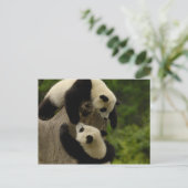 Reuzenpanda baby's (Ailuropoda melanoleuca) 5 Briefkaart (Staand voorkant)