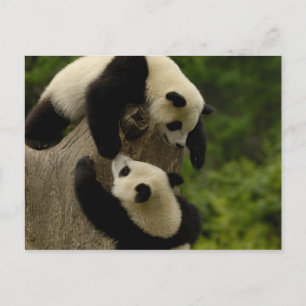 Reuzenpanda baby's (Ailuropoda melanoleuca) 5 Briefkaart