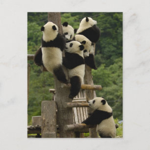 Reuzenpanda baby's Ailuropoda melanoleuca) Briefkaart