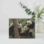 Reuzenpanda baby's Ailuropoda melanoleuca) Briefkaart (Staand voorkant)