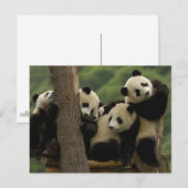 Reuzenpanda baby's Ailuropoda melanoleuca) Briefkaart (Voorkant / Achterkant)