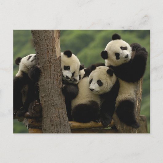 Reuzenpanda baby's Ailuropoda melanoleuca) Briefkaart (Voorkant)