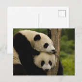 Reuzenpanda baby's Ailuropoda melanoleuca) Briefkaart (Voorkant / Achterkant)