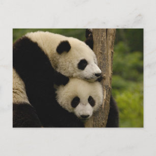 Reuzenpanda baby's Ailuropoda melanoleuca) Briefkaart