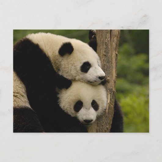 Reuzenpanda baby's Ailuropoda melanoleuca) Briefkaart (Voorkant)