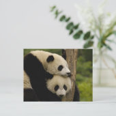 Reuzenpanda baby's Ailuropoda melanoleuca) Briefkaart (Staand voorkant)